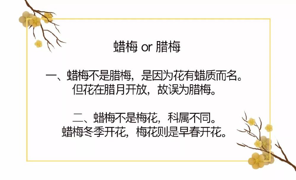 魔都赏蜡梅地图上线 赶紧赏花去 (图)