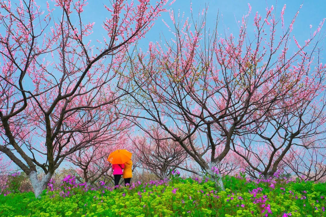 上海海湾国家森林公园梅花最佳观赏期来了 
