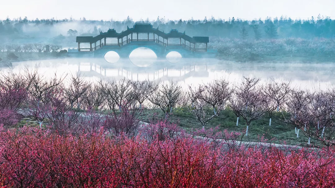 上海海湾国家森林公园梅花最佳观赏期来了 
