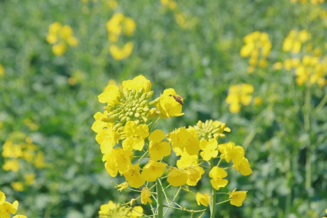 上海松江小昆山油菜花攻略 ( 花期+交通)