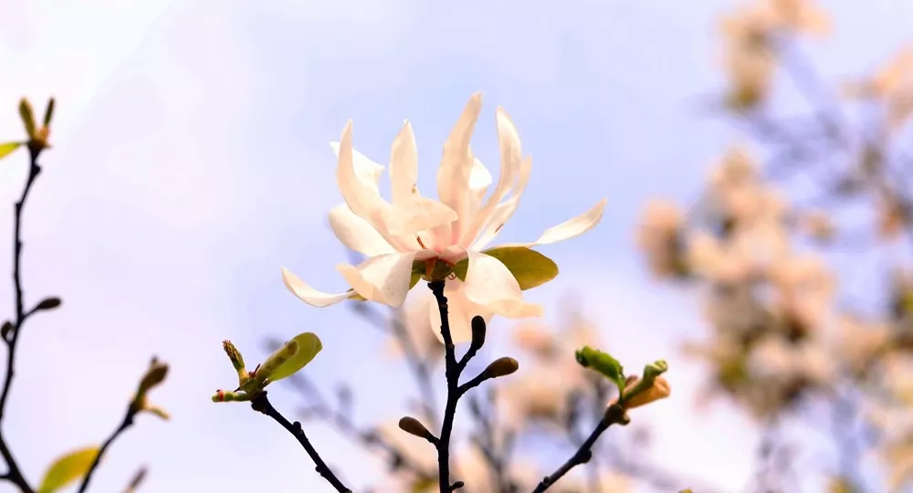 上海辰山植物园木兰花观赏攻略 