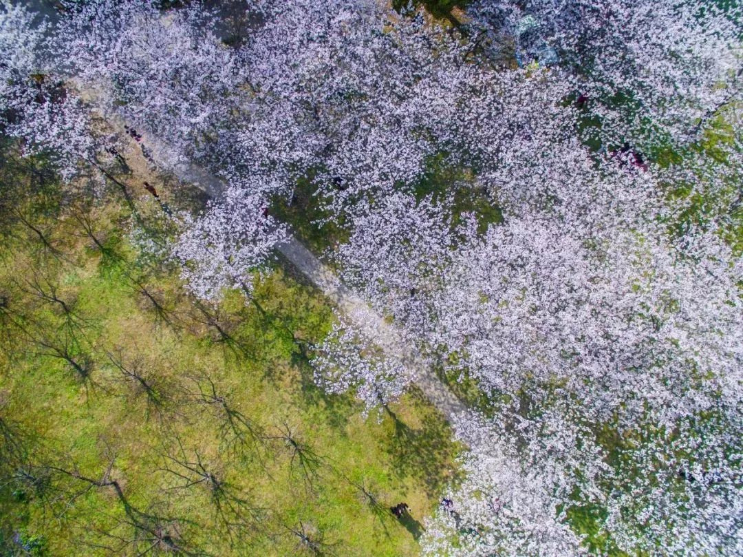 2019上海都市森林百花展时间+地点+门票