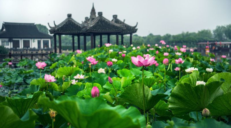 苏州沙家浜夏季有好玩的?创业情趣用品图片