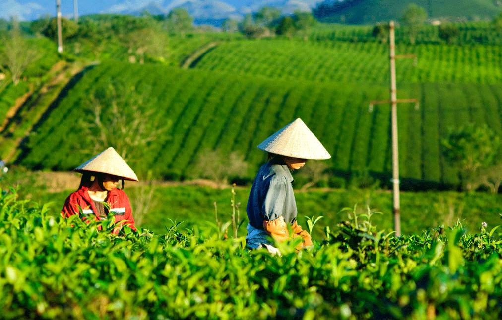 绿色茶园游玩攻略,绿色茶园游玩攻略大全