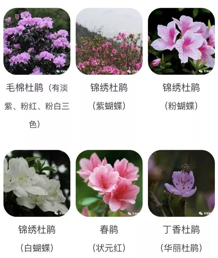 2018梧桐山杜鹃花开 这份赏花游玩攻略必不可少