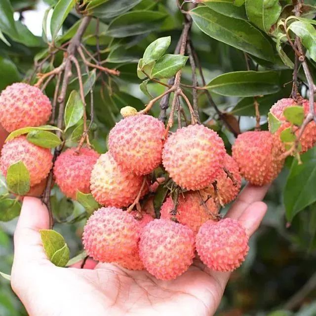 荔枝游玩攻略,荔枝游玩攻略大全