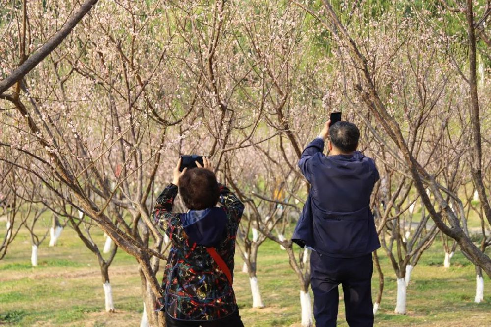 2019深圳赏花的地方盘点 全年赏花时间表