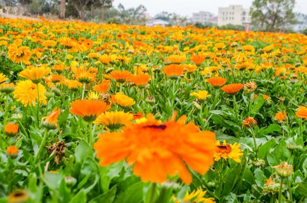 ç¾ä¸½ä¹¡æç¾è±è