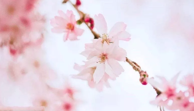 太原各公园赏花汇总(种类 花期 地点)