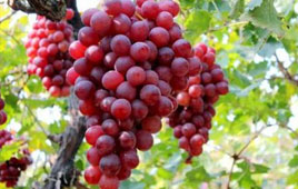 杭州哪里可以摘葡萄