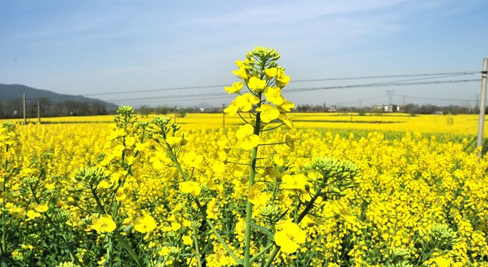 浮山响水涧附近一片油菜花地,有10万亩之多.