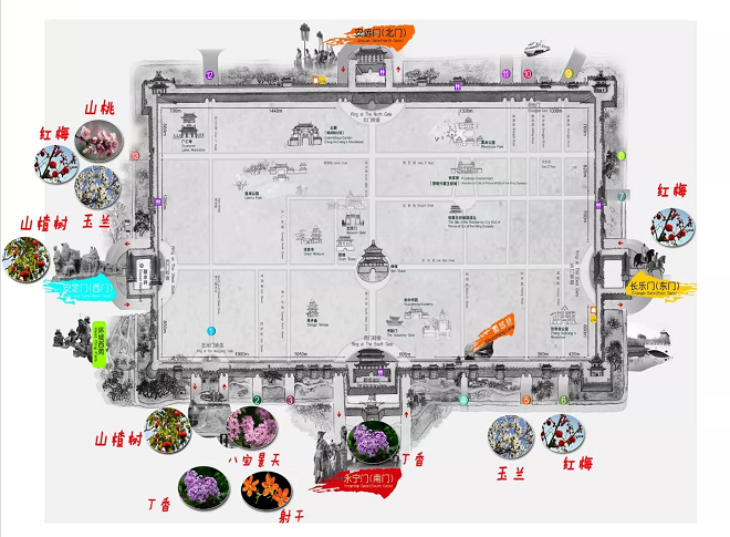 赏花地图      一,山楂树   分布地点:主要分布于公园西门—含光门