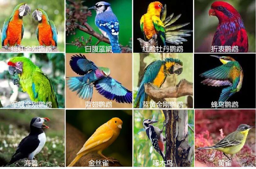 中国各种鸟图片及名称图片