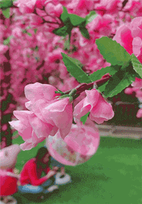 15:30,19:30,21:30) 地点:1f中庭 粉色桃花林飘下桃花雨,摊