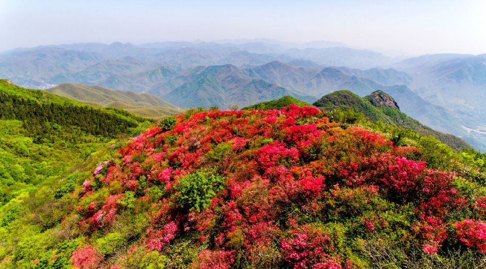 余杭百丈镇首届杜鹃花节