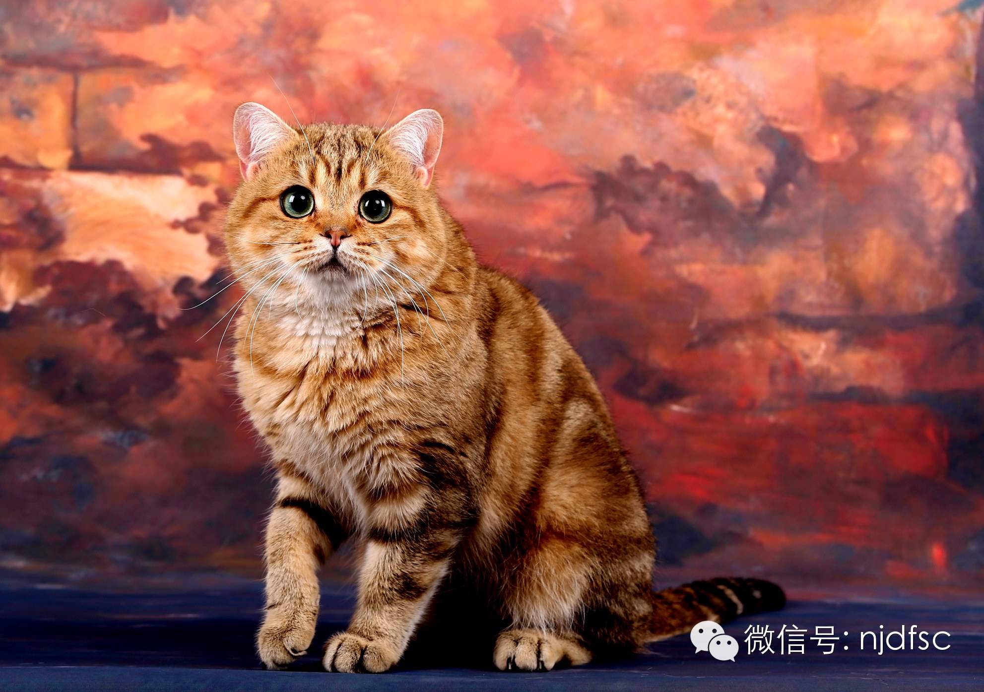 2015元旦南京东方商城世界名猫展