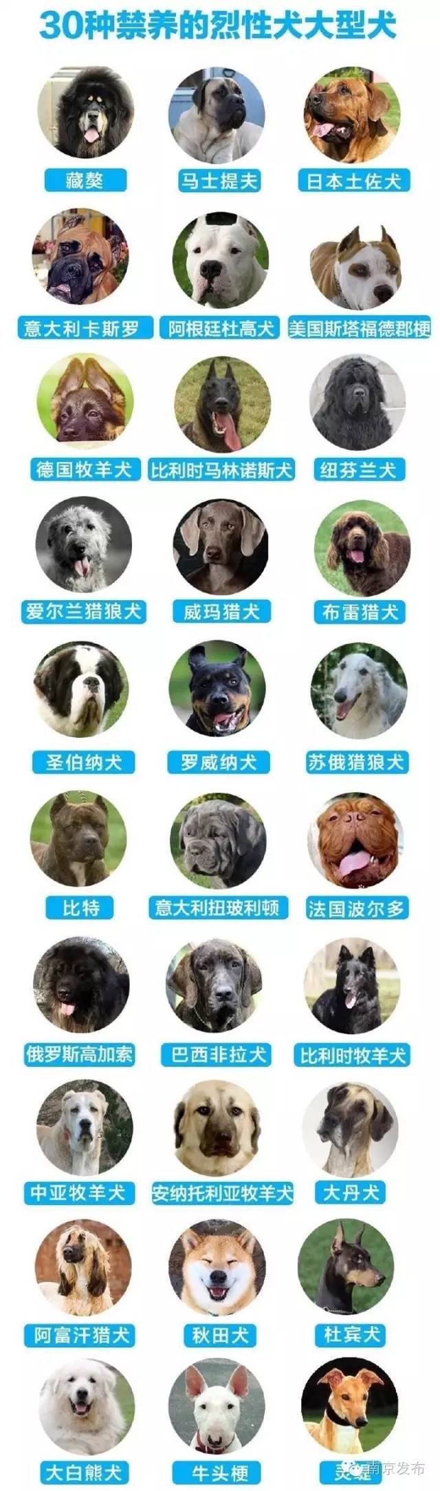 南京30种禁养犬类名单一览图