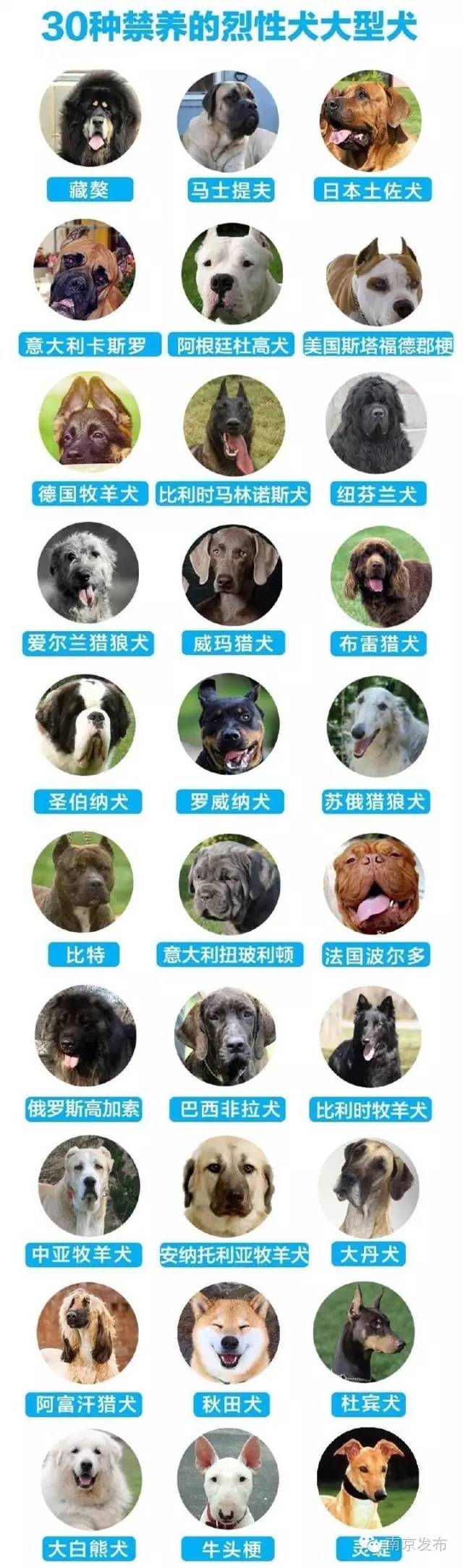 中国烈性犬禁养令图片