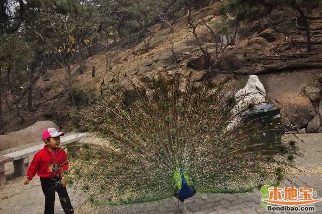 2017青岛十梅庵禽鸣苑母亲节活动攻略