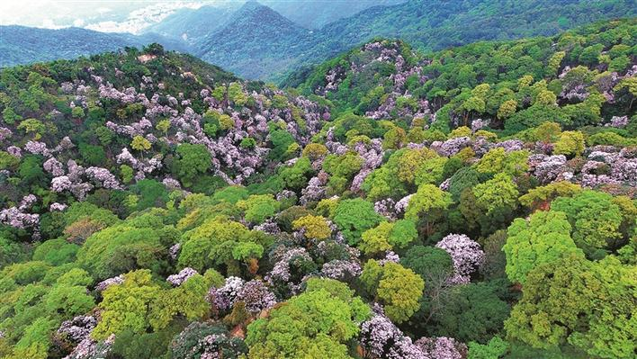 梧桐山万花屏图片