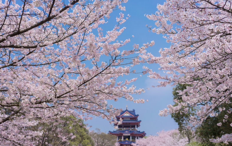 2021无锡鼋头渚樱花节时间门票亮点